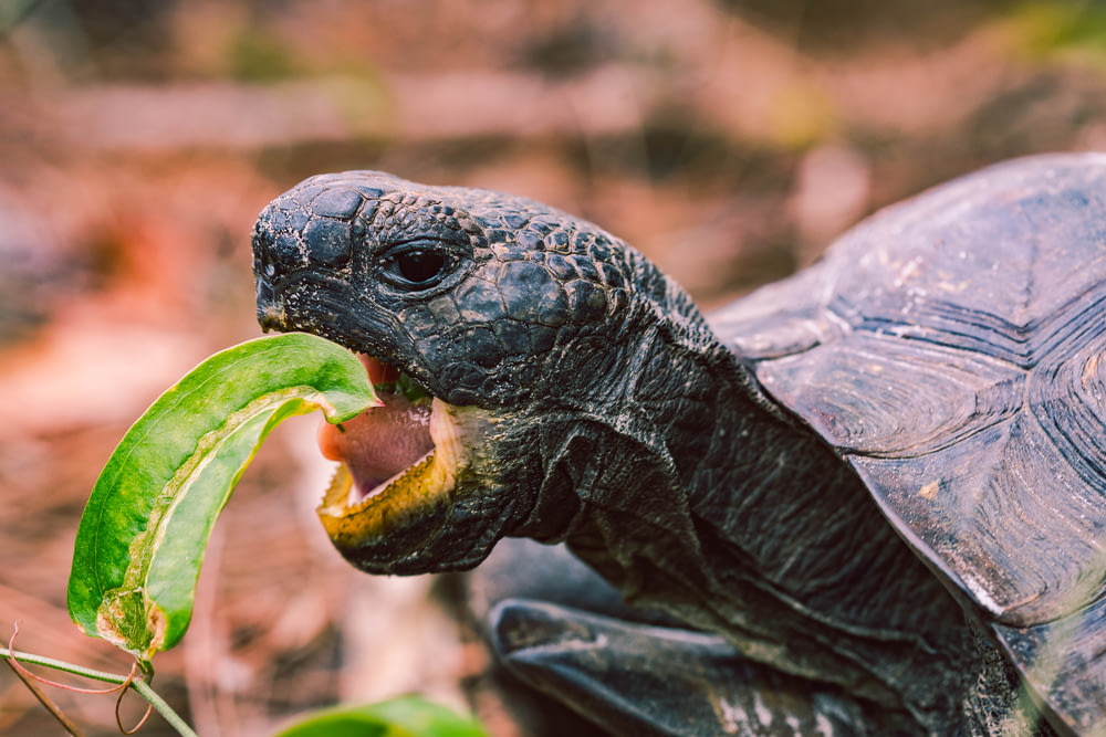 tartaruga comendo folha