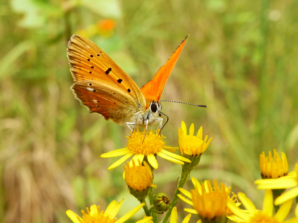 orange butterfly perched on yellow petaled flower