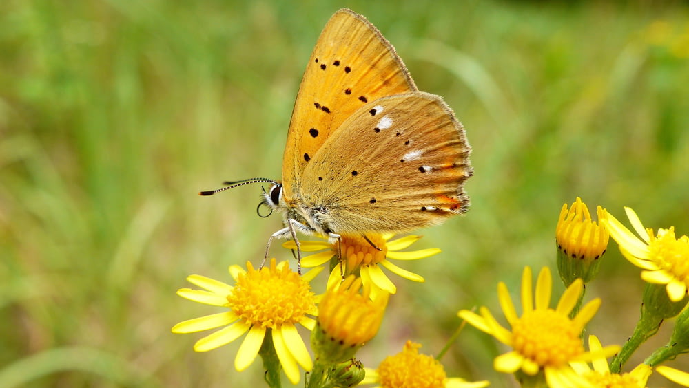 brown butterfly on yellow petaled flower