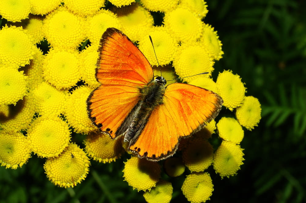 yellow butterfly on yellow flowers