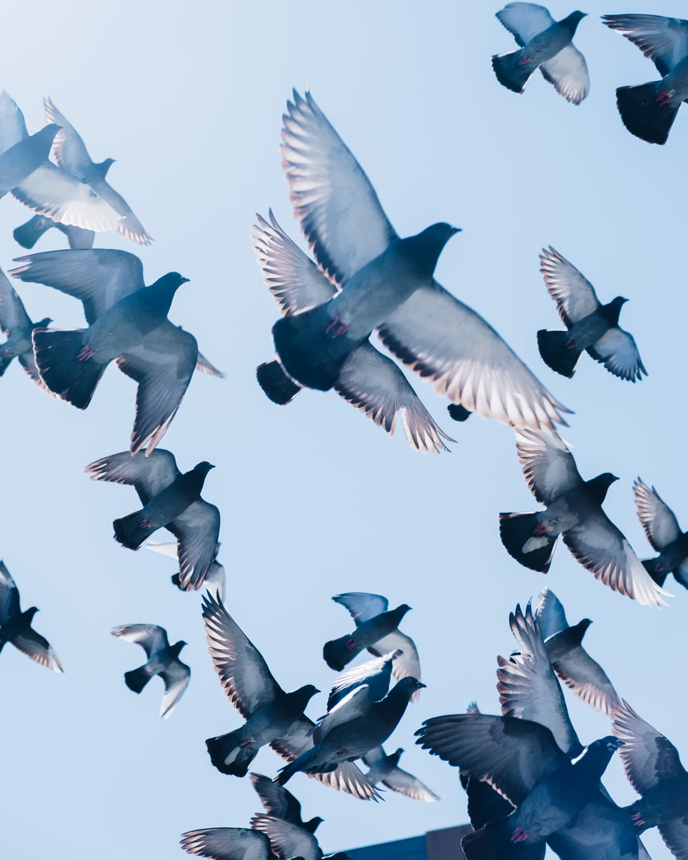 pombos cinzentos voando sob o céu azul