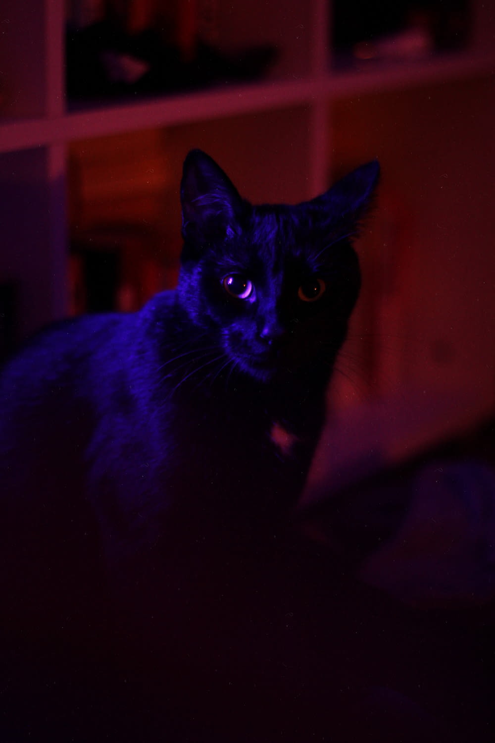 fotografia de foco seletivo de gato preto