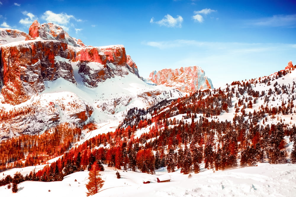 snow capped mountains and red leaf trees at daytime