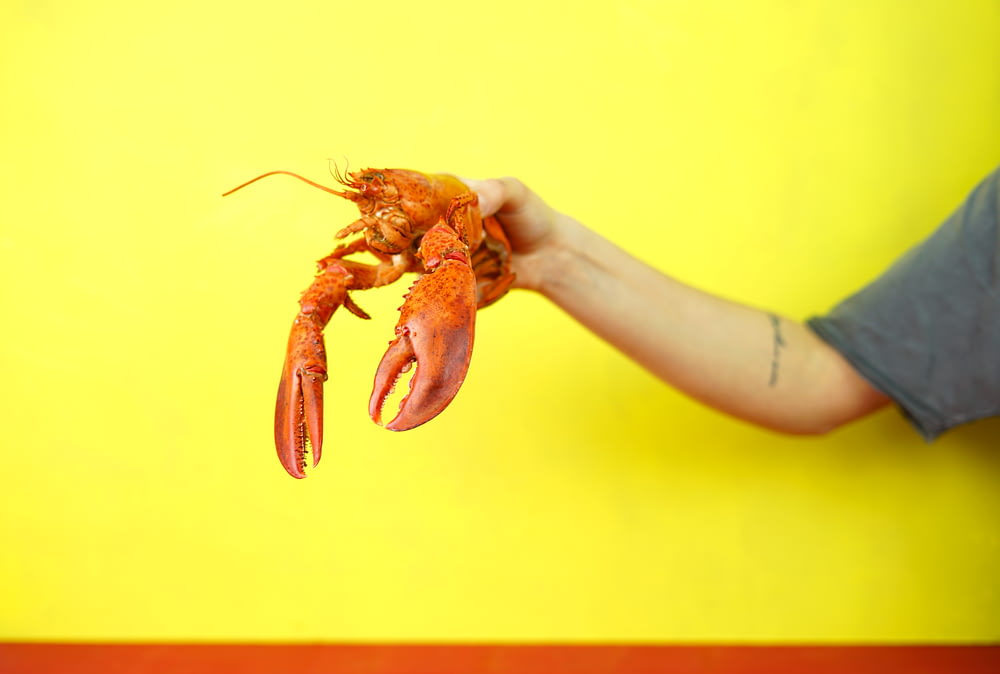 person holding lobster