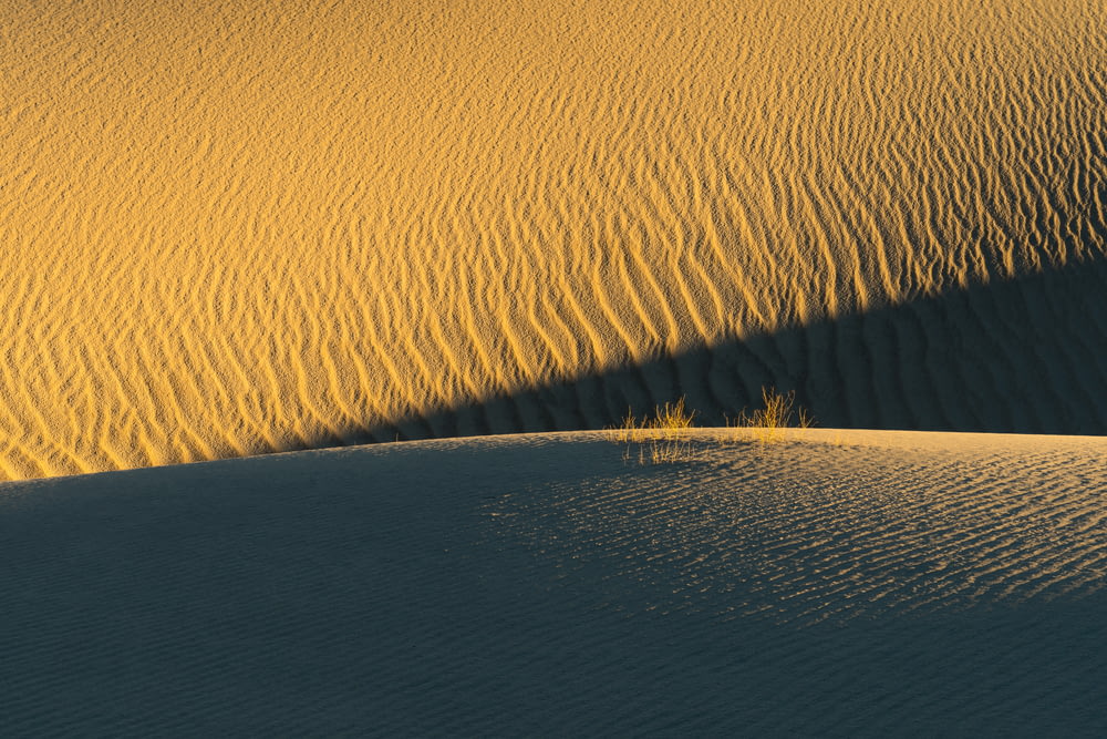 the shadow of a tree on a sand dune