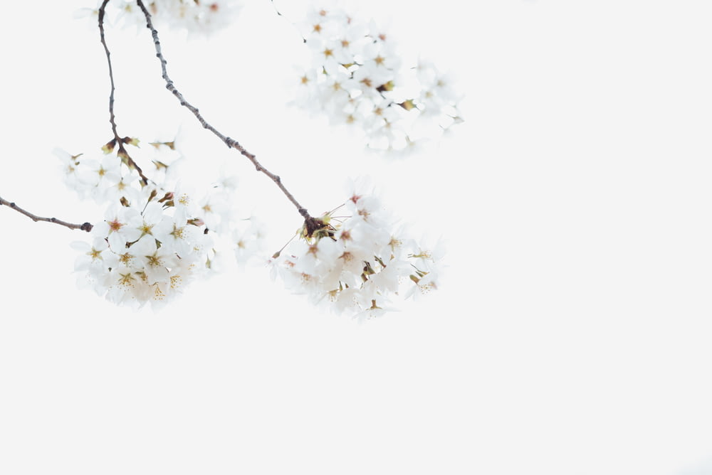 flores de pétalos blancos sobre la nieve