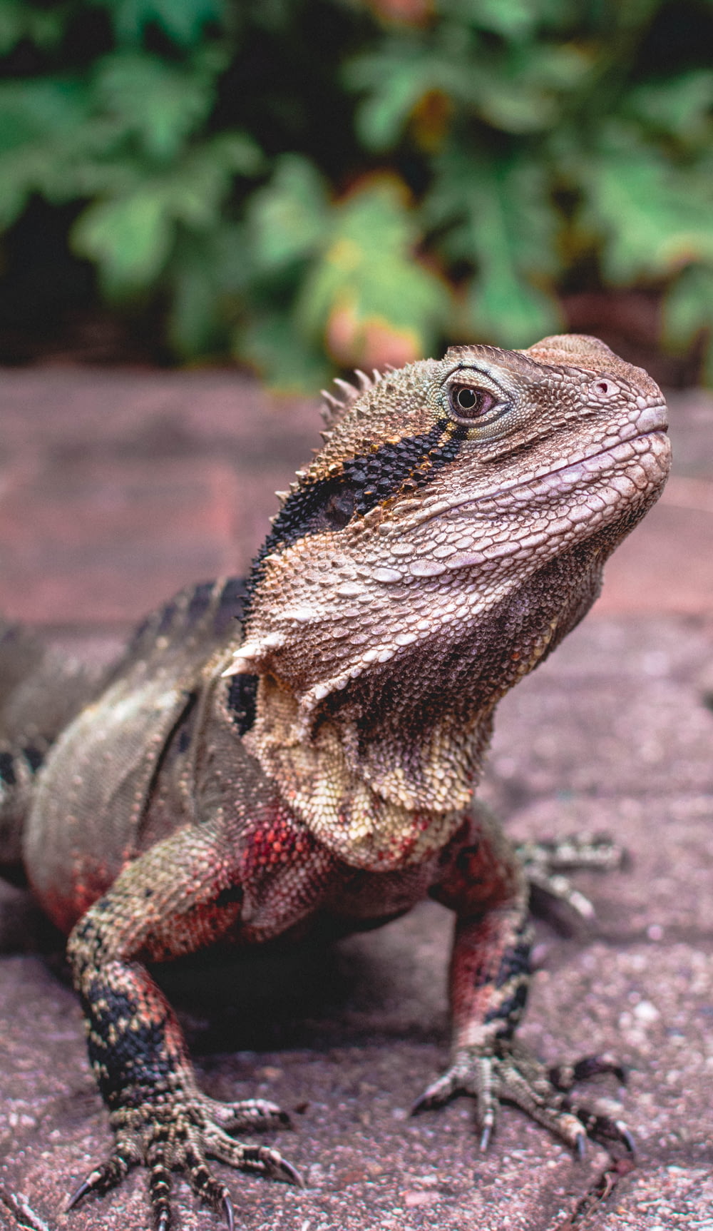 foto de iguana marrom