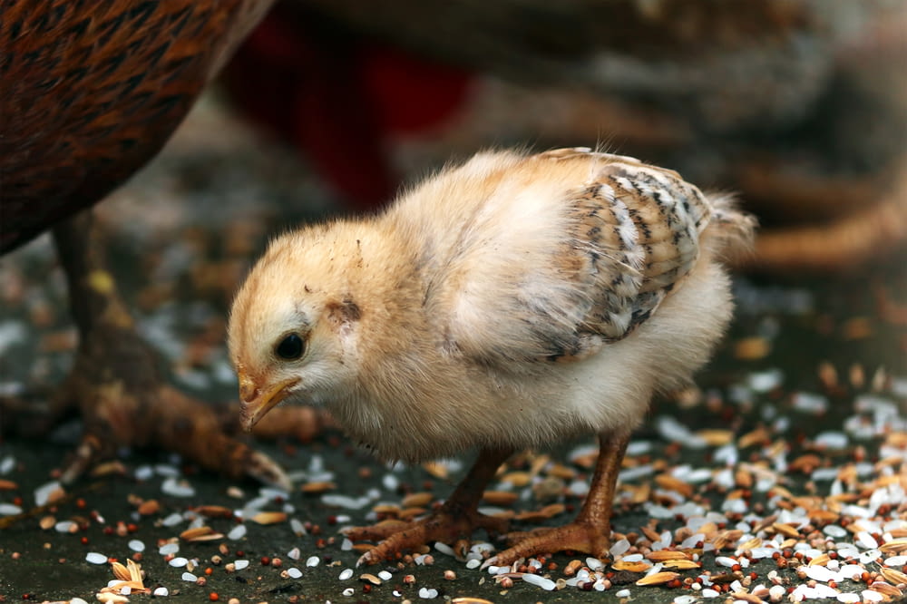 close-up photography of yellow chick eating rice
