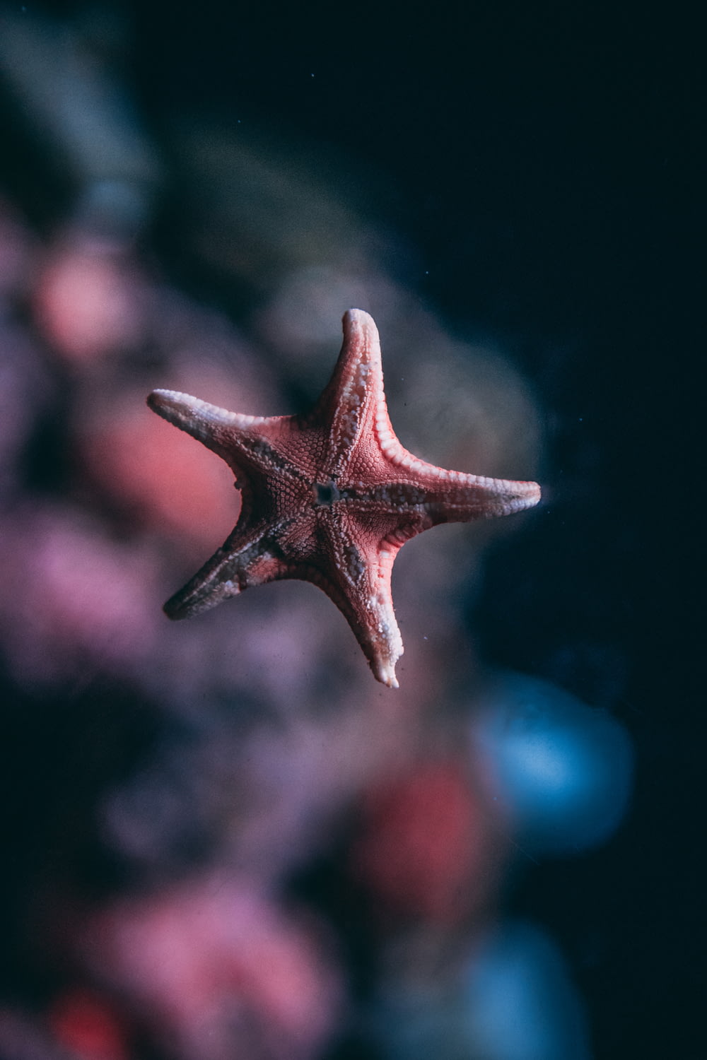 Foto de enfoque superficial de estrella de mar rosa