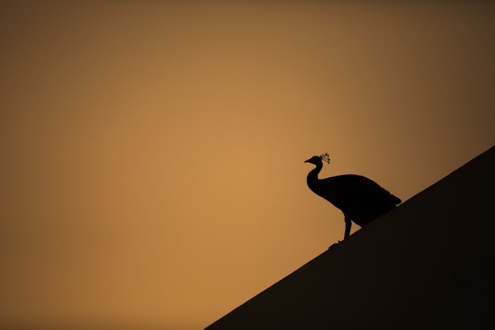 silhouette of peacock