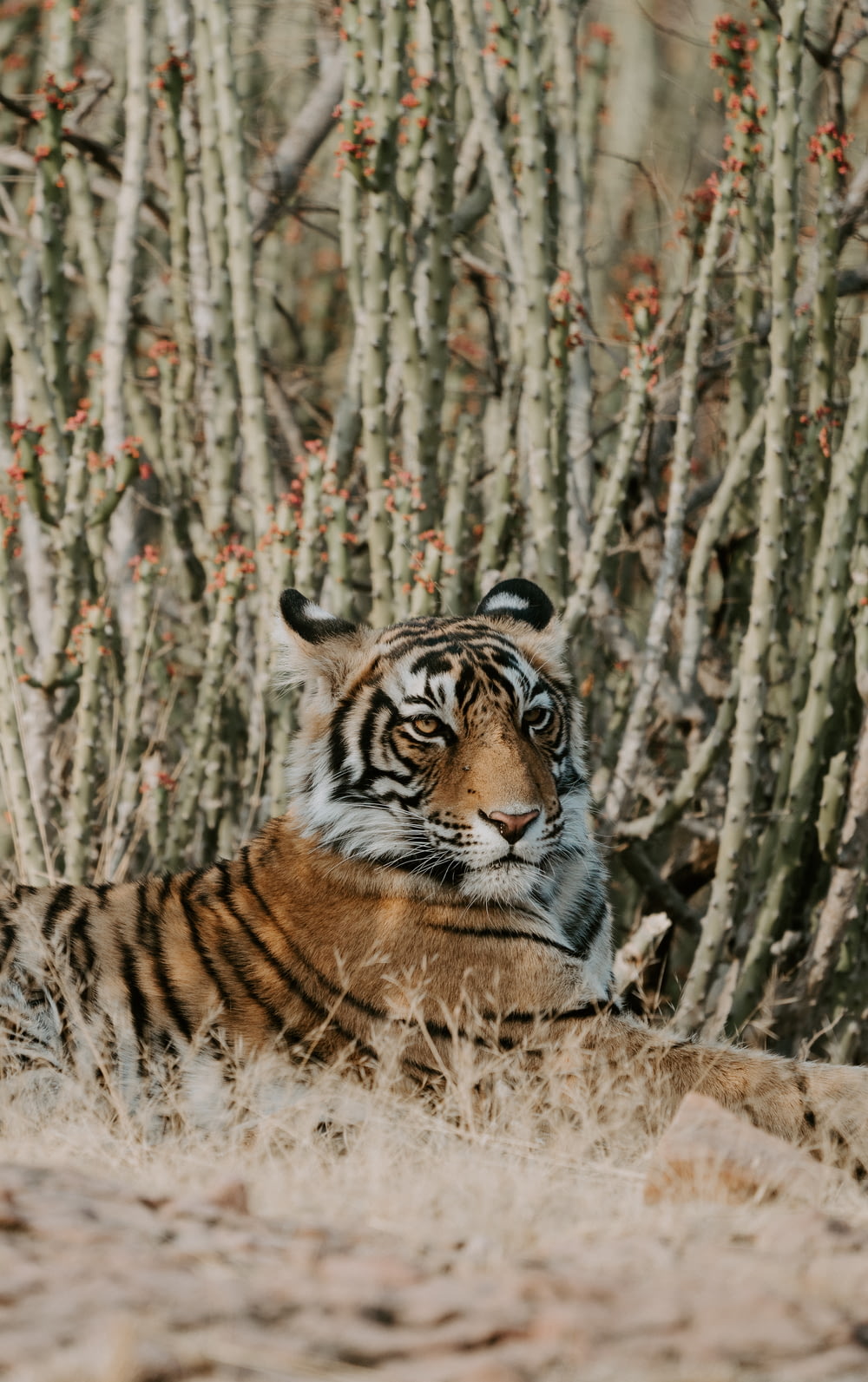 tigre sdraiata sull'erba