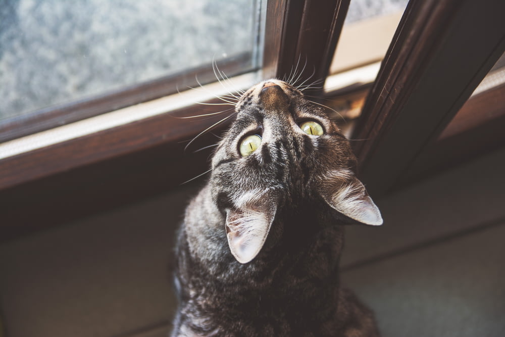 silver tabby cat beside window
