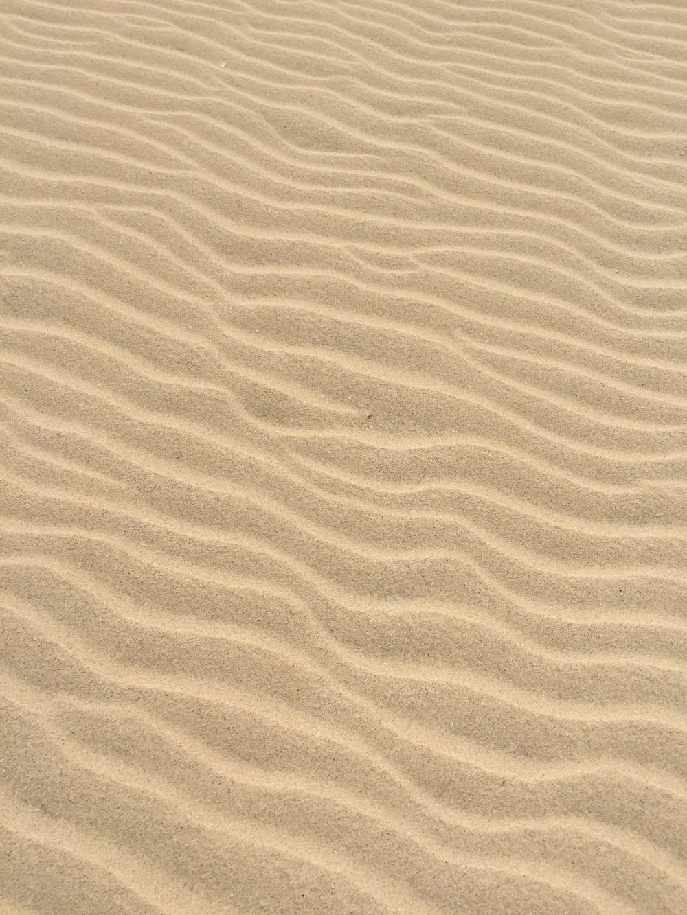 茶色の砂浜