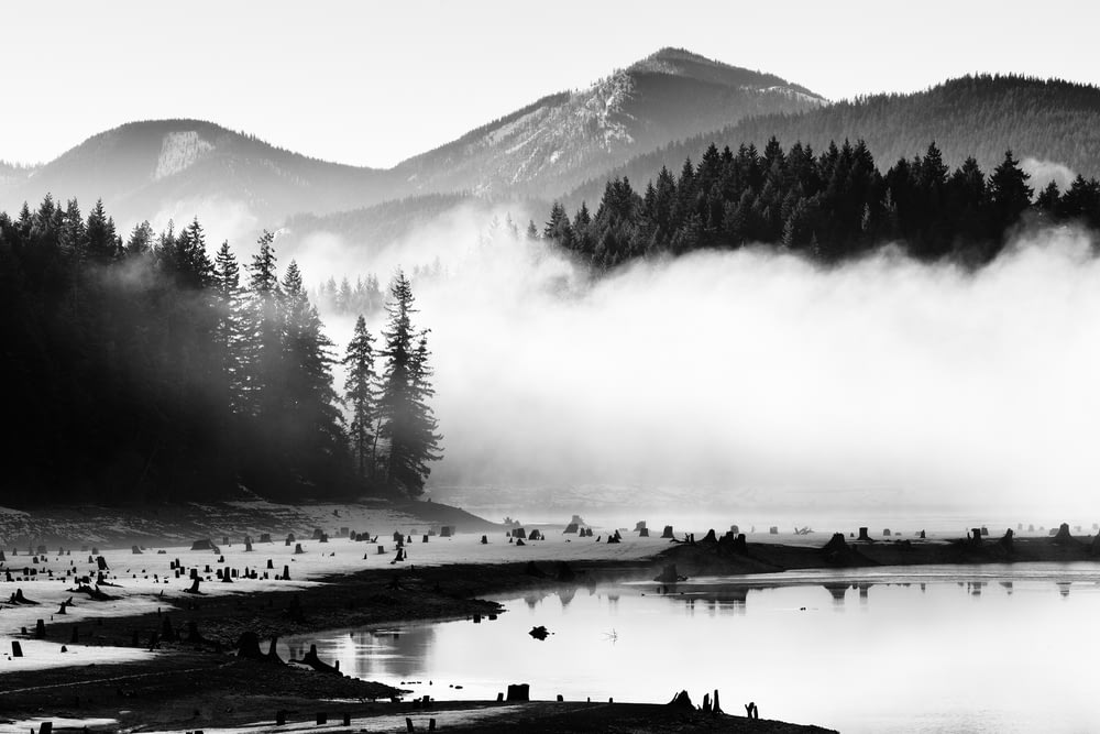 grayscale photography of lake near pine trees