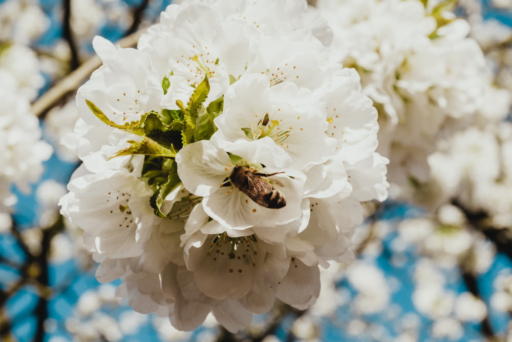 abeja marrón en flor de pétalos blancos