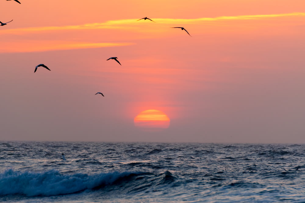 Uccelli in volo sul mare durante l'ora d'oro