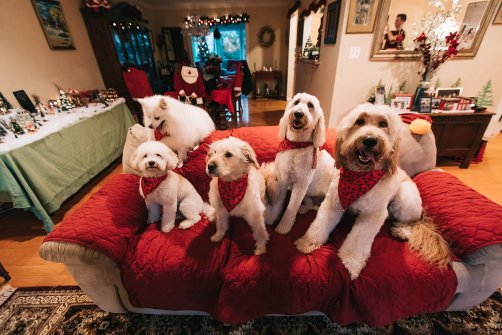 Cani bianchi sul divano rosso