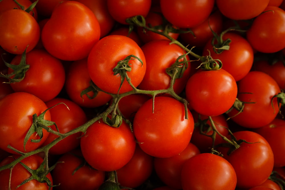 tomates cerises rouges