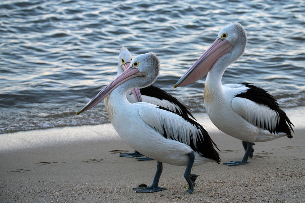 Drei weiße Pelikane am Ufer