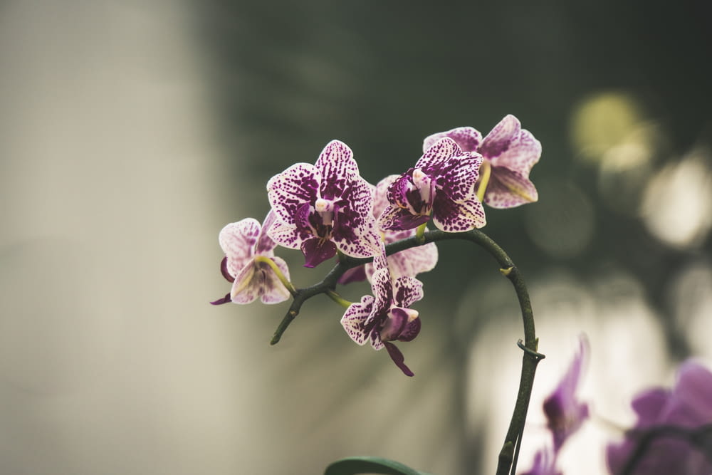 shallow focus of purple orchid
