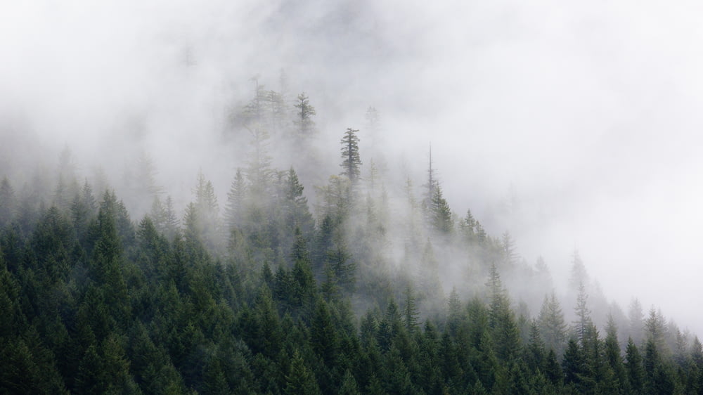 fotografia de pinheiros verdes cobertos por nevoeiros