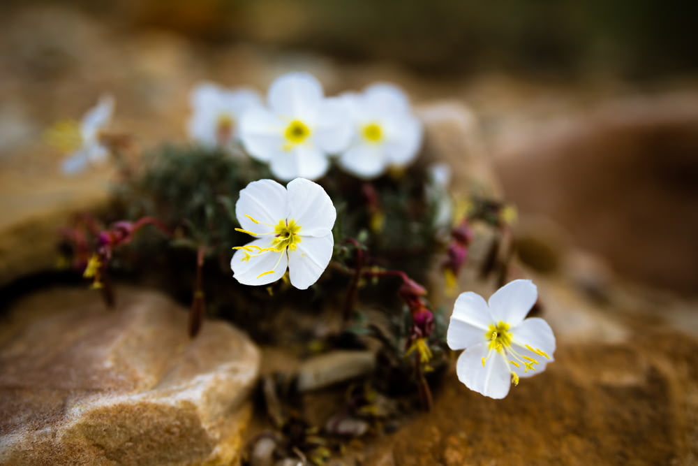 white and yellow flowers on brown rock