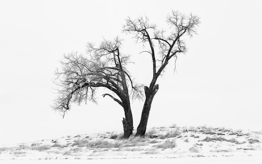 landscape photography of snow field and bare tree