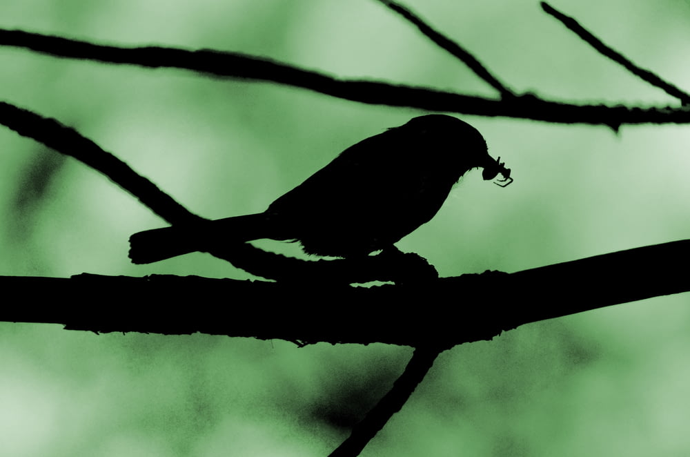 silhueta do pássaro no galho da árvore