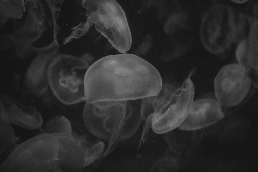 grayscale photography of jellyfish