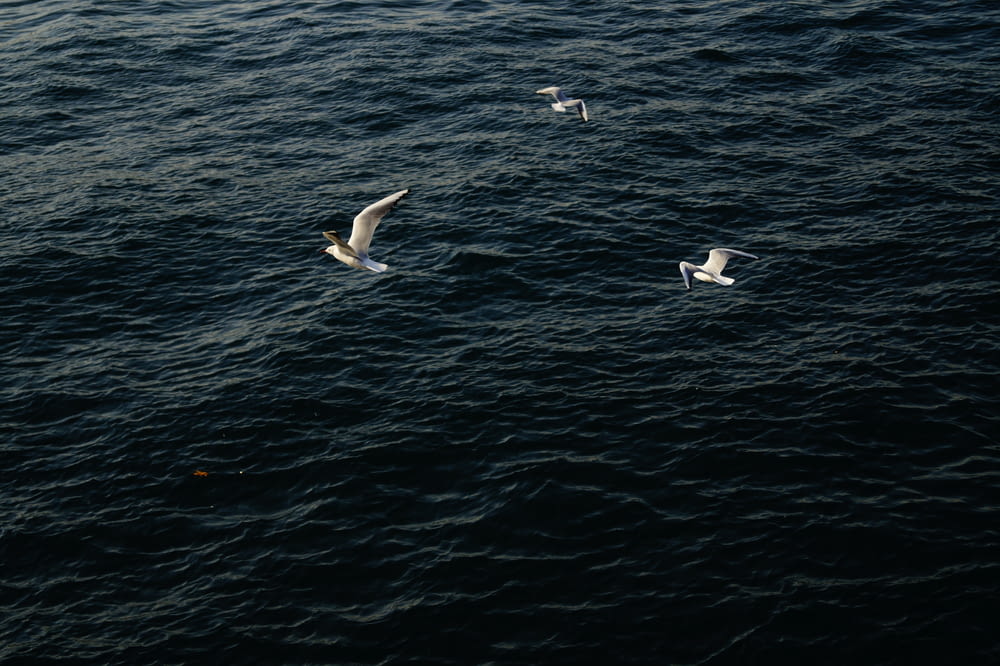 three white birds on flight above clear blue sea