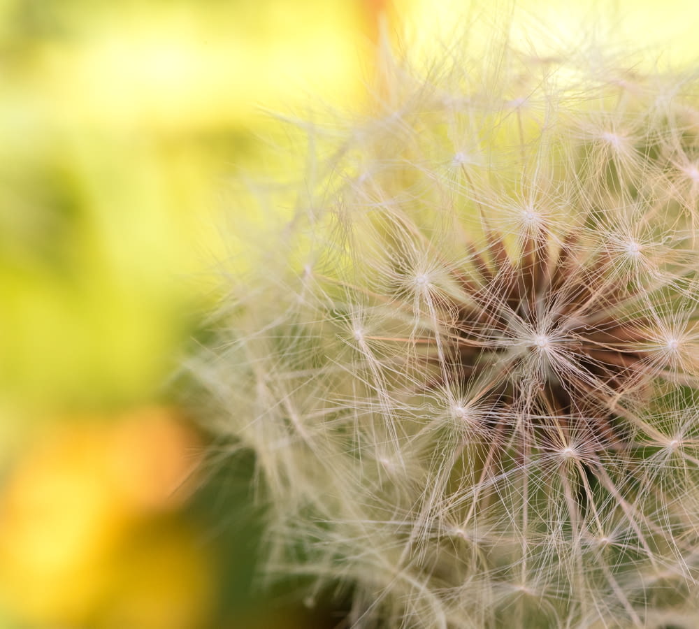 close view of dandelion