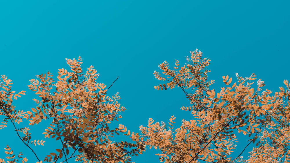 brown flowers tree under blue sky