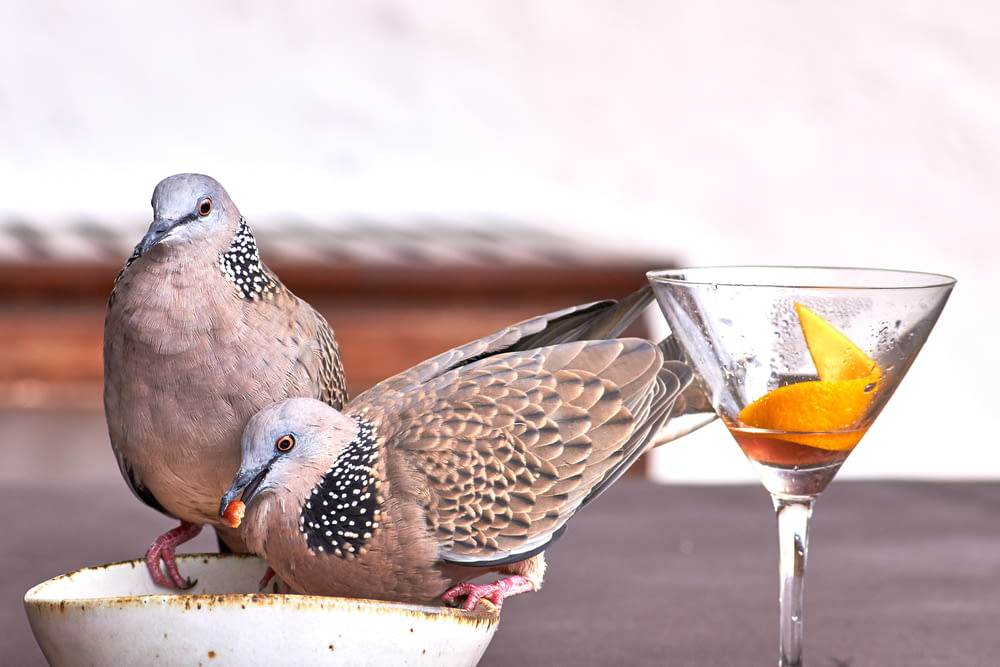 two brown birds beside an empty martini glass