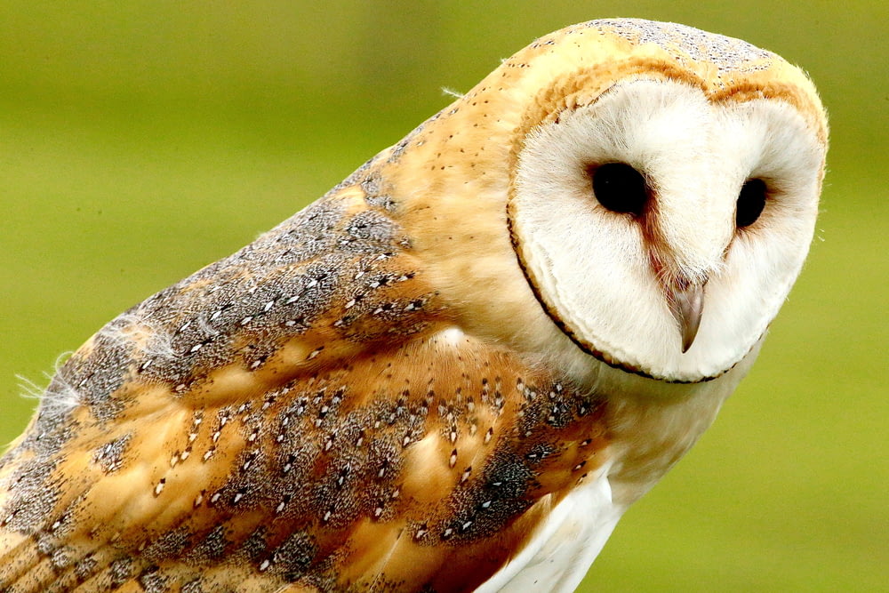 brown owl during daytime