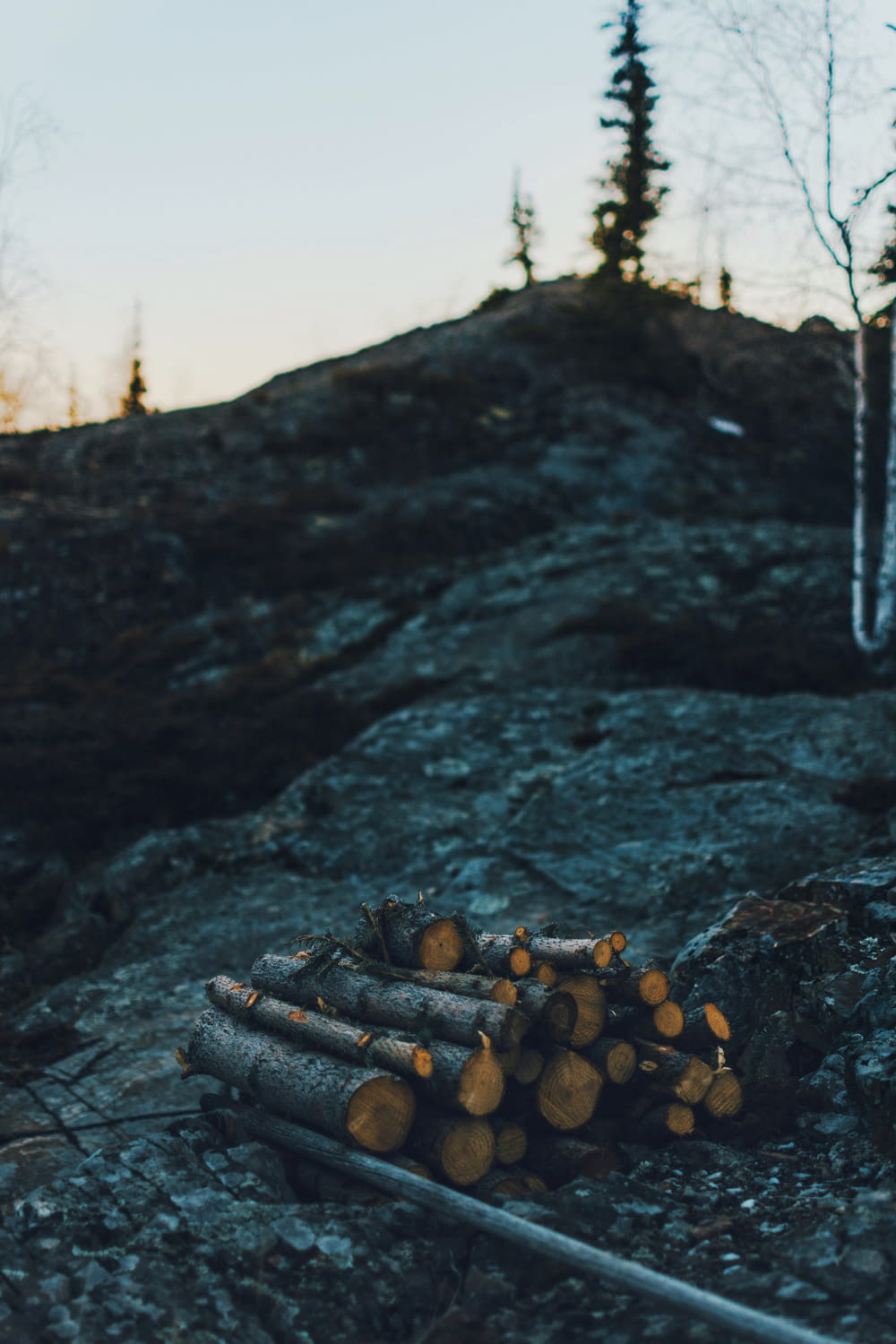 troncos de madera en roca
