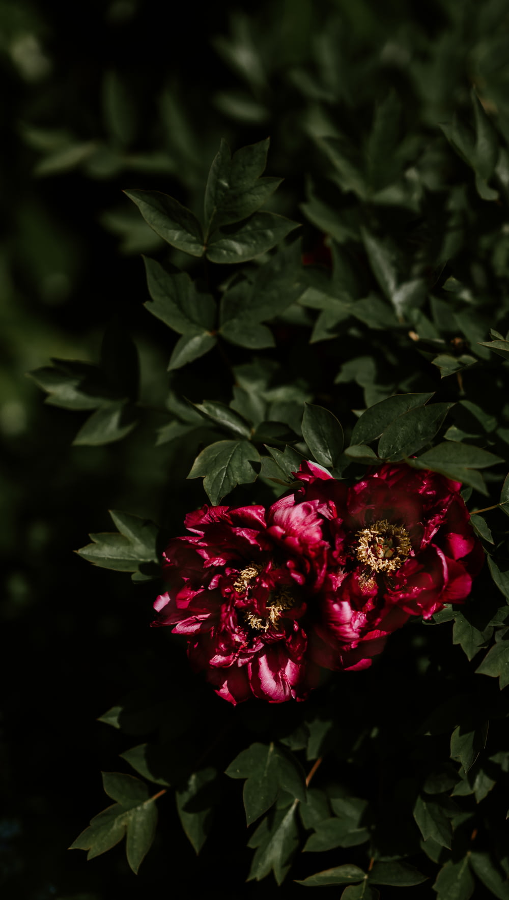 shallow focus photography of two red flowers
