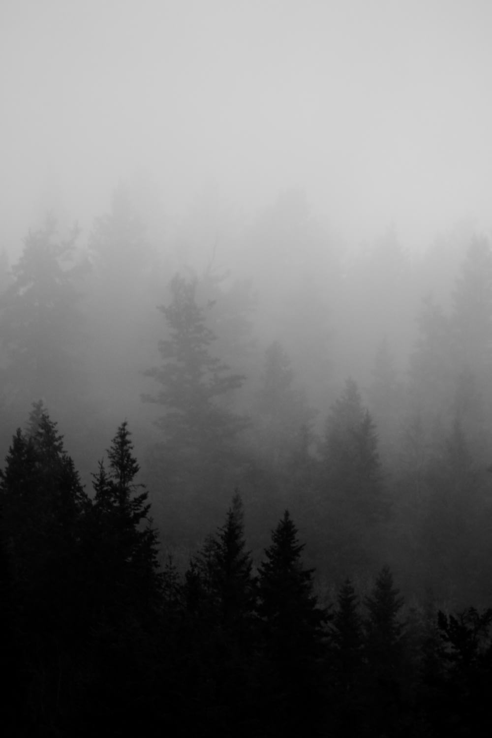 forêt de pins brumeux