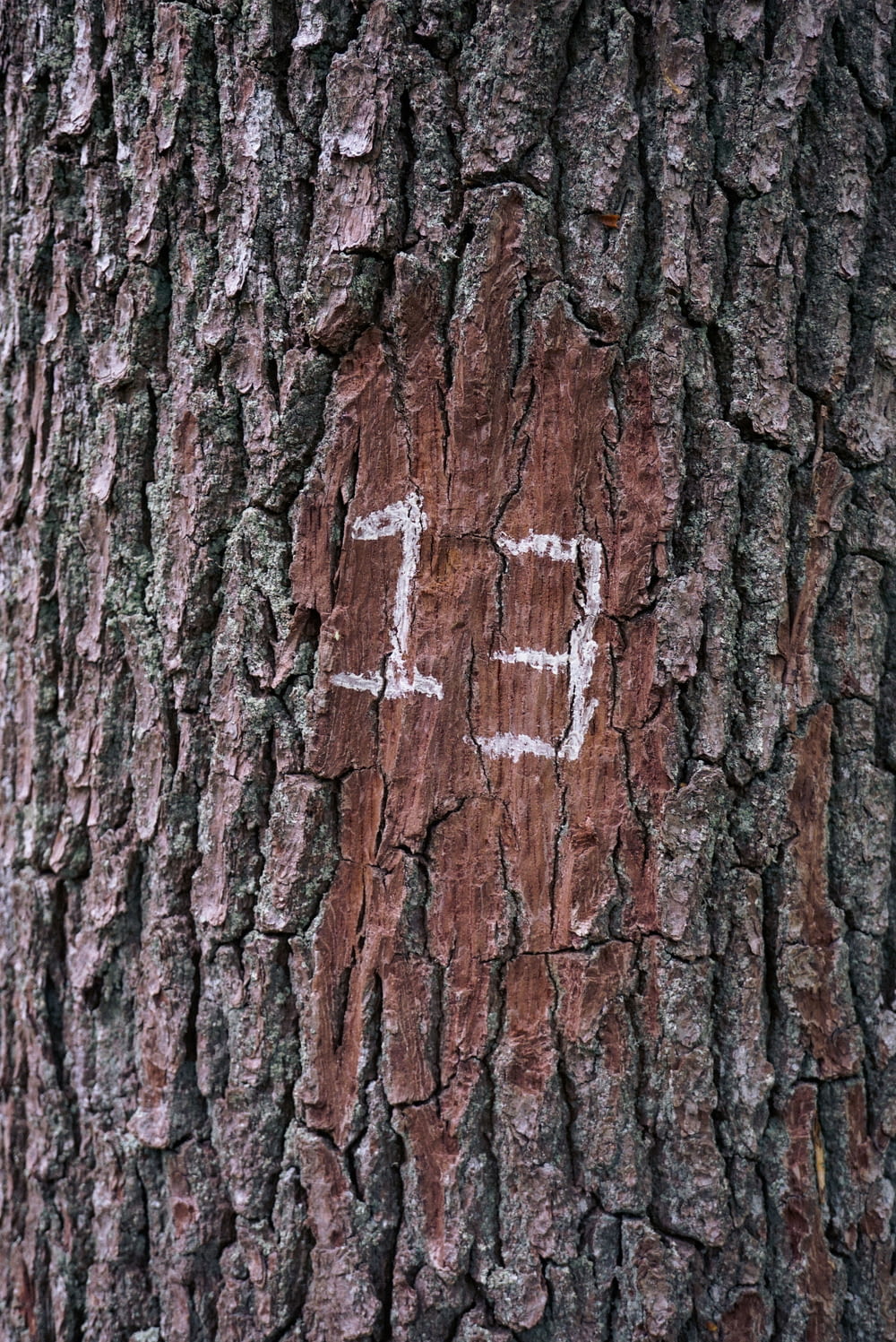 foto di tronco d'albero
