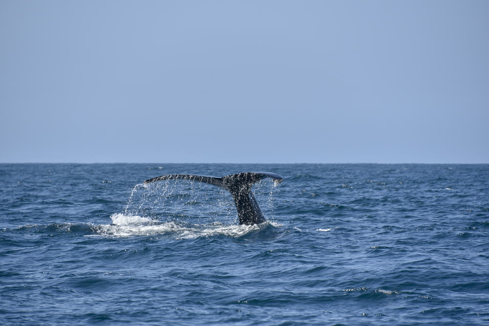 photography of whale fluke its tale