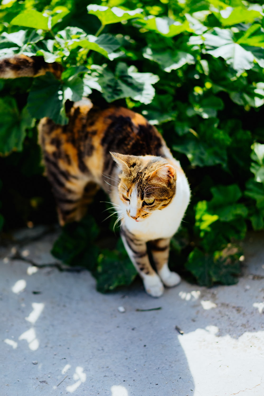 Fotografia de foco seletivo de gato marrom e branco ao lado da planta de folha verde