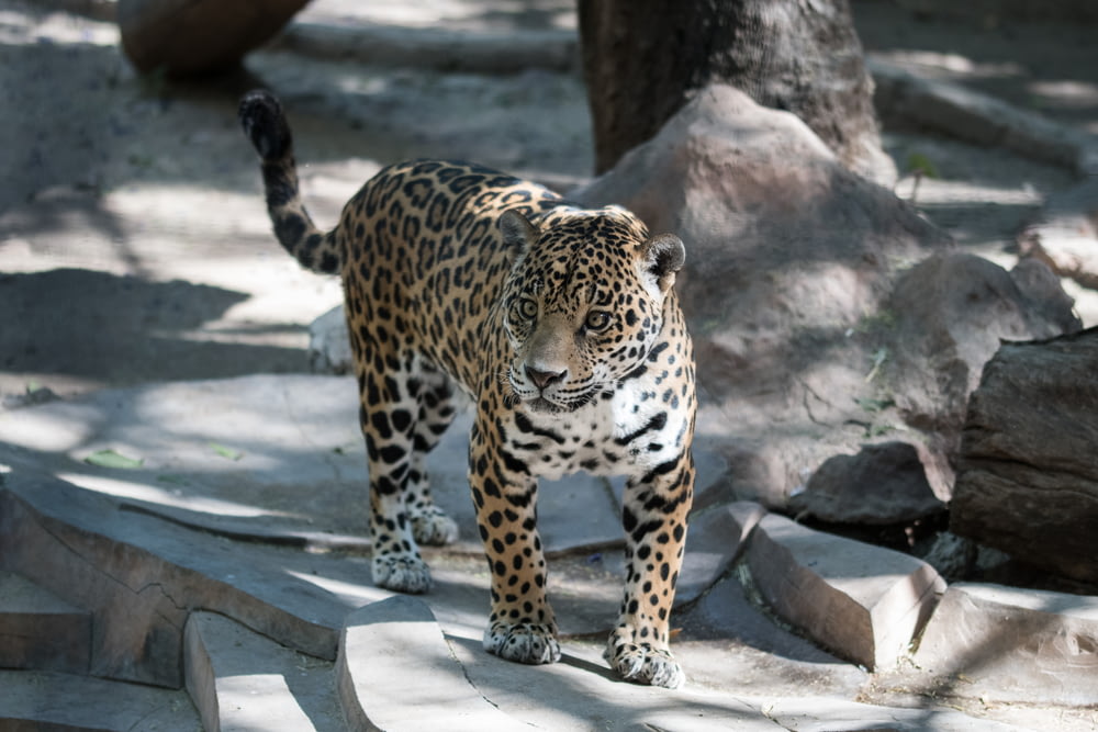 leopard walking on pavement