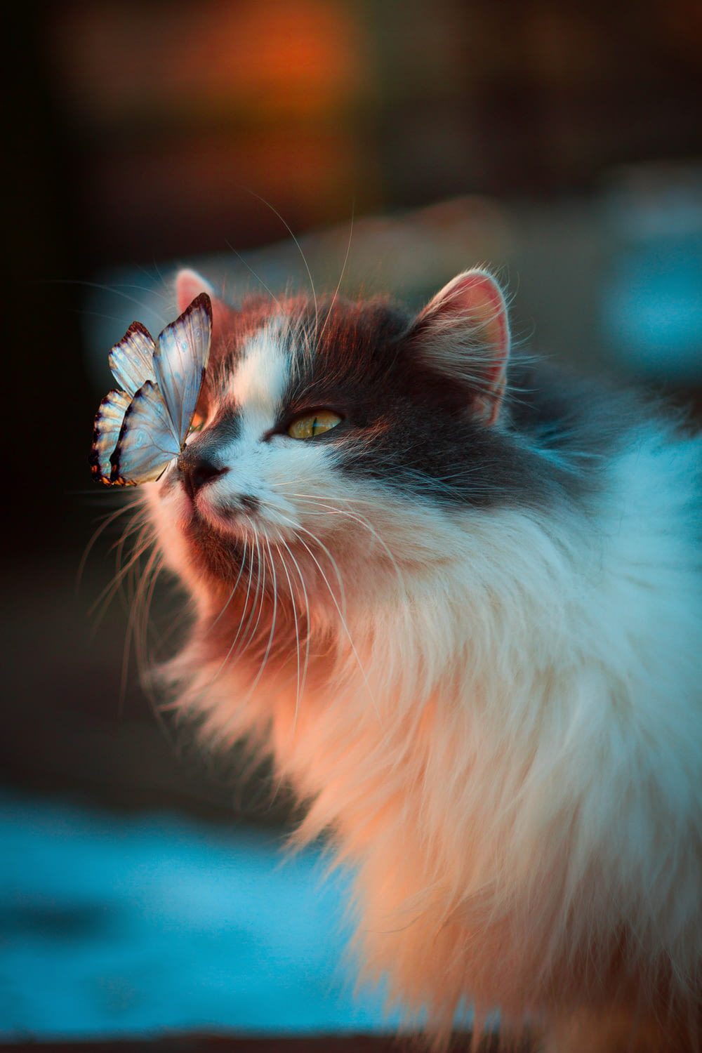 papillon blanc reposant sur le nez du chat