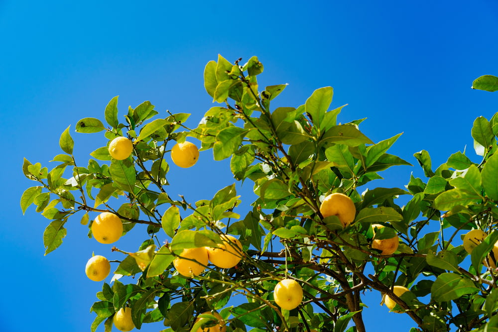 Frutti arancioni sotto il cielo blu