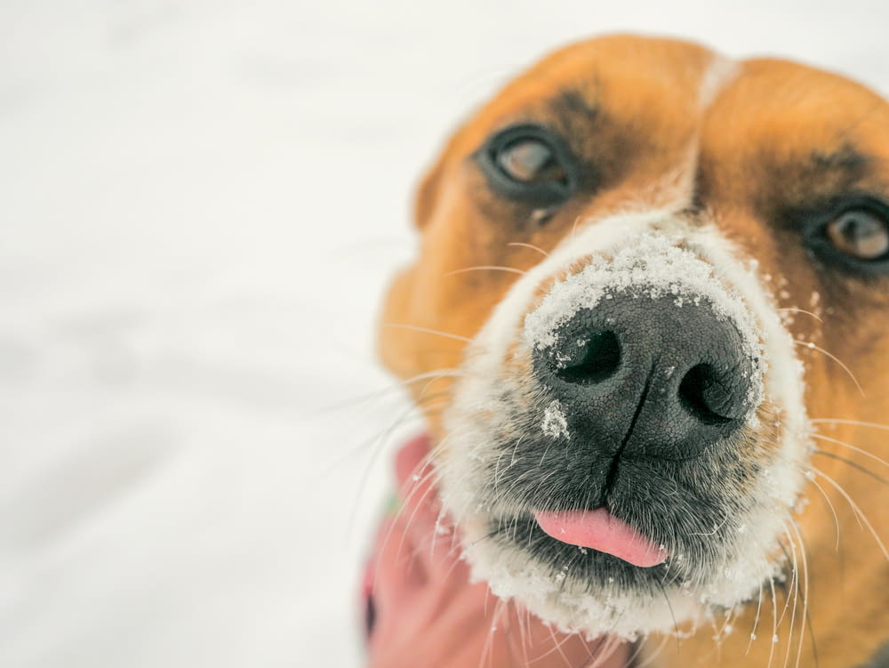 Fotografia a fuoco selettiva del naso del cane con la neve