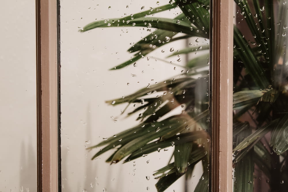 a potted plant sitting next to a window covered in rain