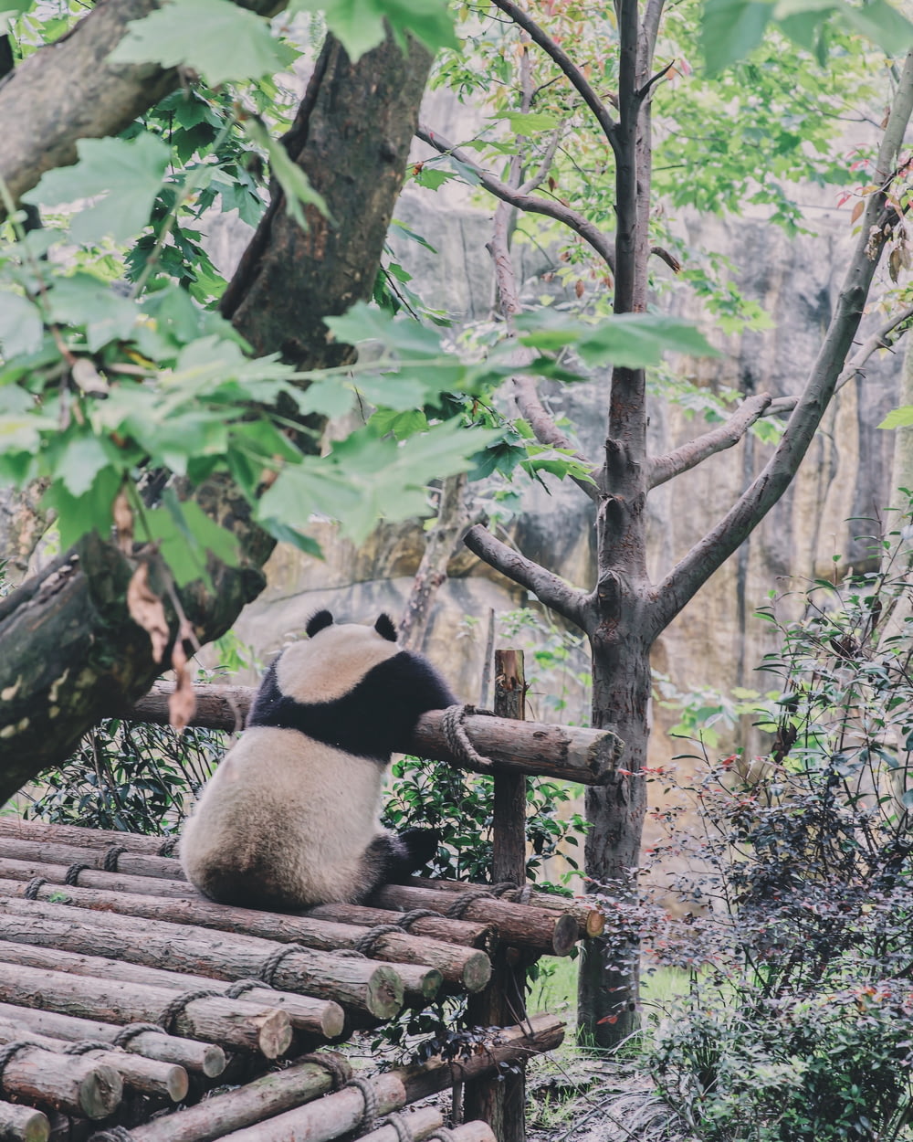 panda sitting on trunk forest