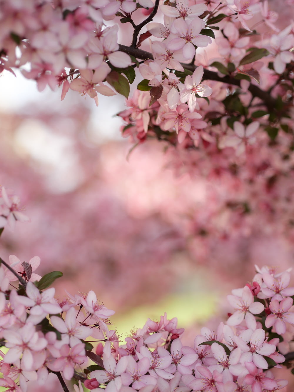Fotografía de enfoque selectivo de flores de cerezo