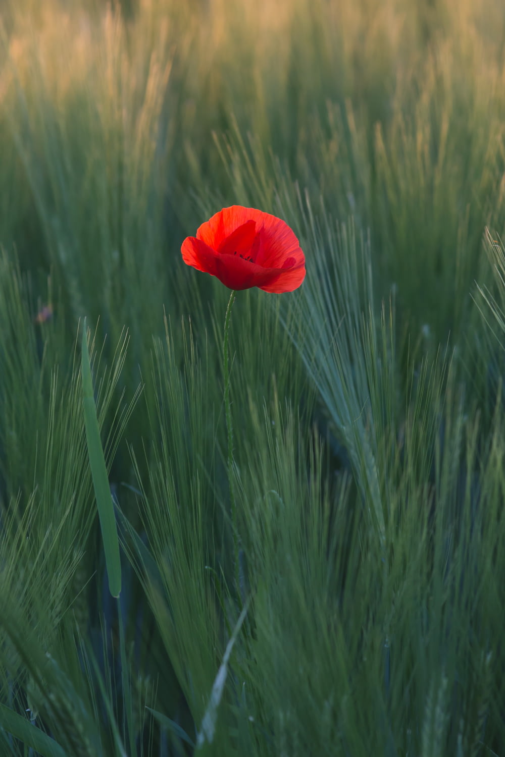 red flower in the middle of green grasses