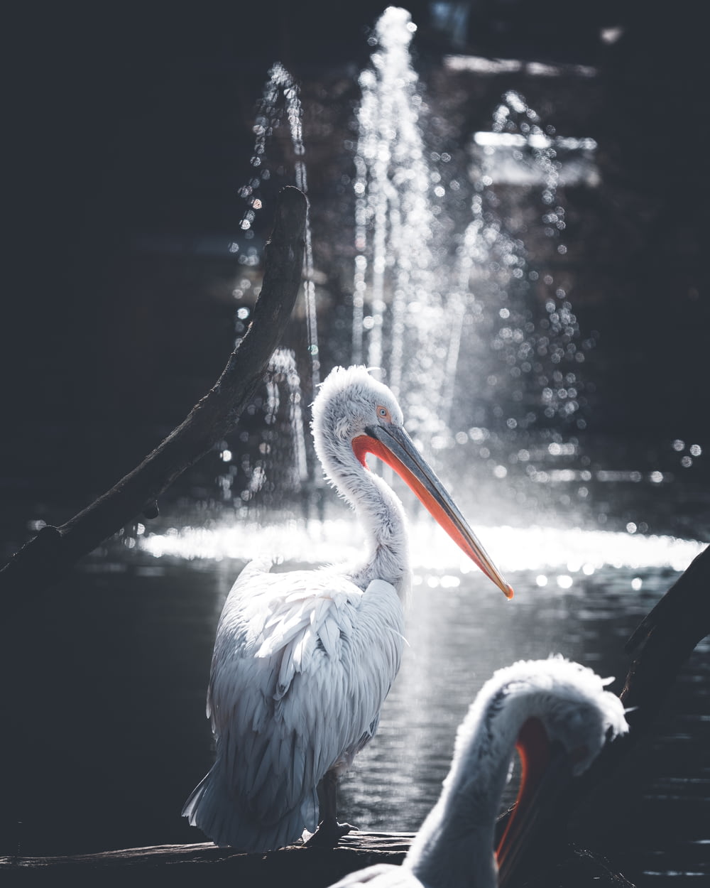 selective focus photography pelican bird