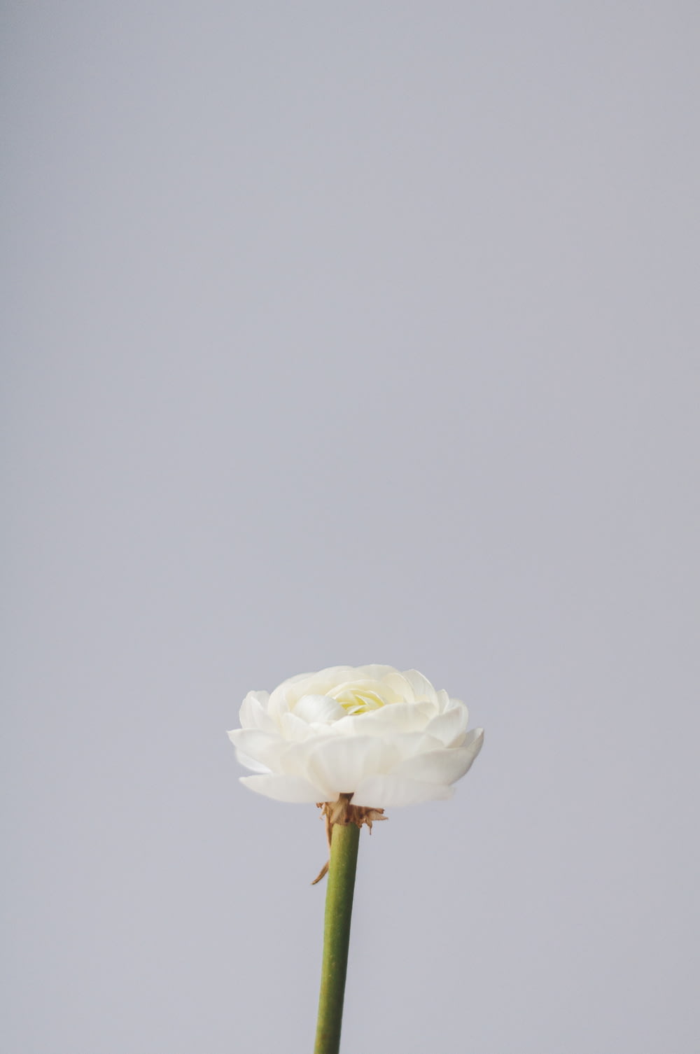 white and green flower with white background